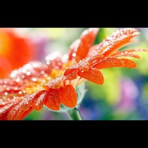 Meet your Posher, Kowinda